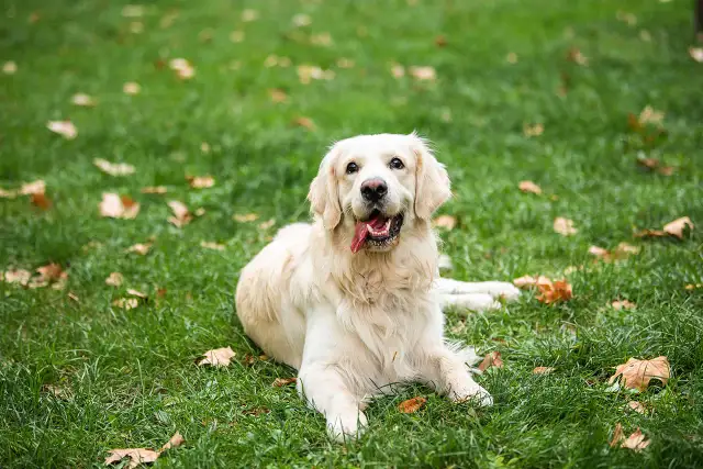 Jak wychować golden retrievera: skuteczne metody i porady dla właścicieli