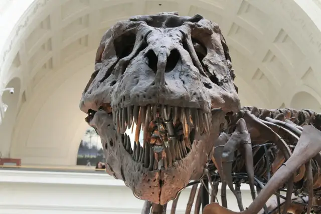 Szkielet tyranozaura w muzeum przyrodniczym w Berlinie. Groźna paszcza z zębami, imponująca ekspozycja.