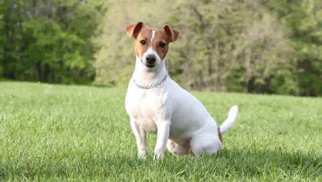 Jack Russell Terrier siedzący na trawie w słoneczny dzień, z drzewami w tle.