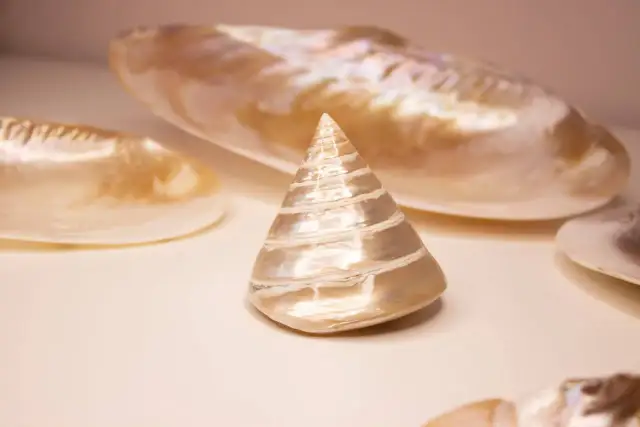Ein kegelförmiges Perlmutt-Objekt, umgeben von größeren Muschelschalen. Die schimmernde Oberfläche des Perlmutt-Objekts symbolisiert Reinheit und Schönheit.