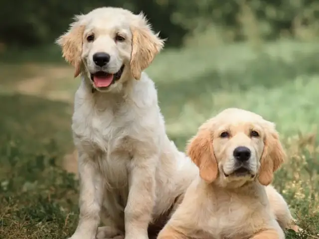 Dwa szczenięta rasy golden retriever siedzą na trawie, jedno z nich uśmiecha się szeroko.
