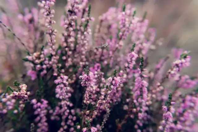Los mejores arbustos con flores moradas para tu jardín en Austin