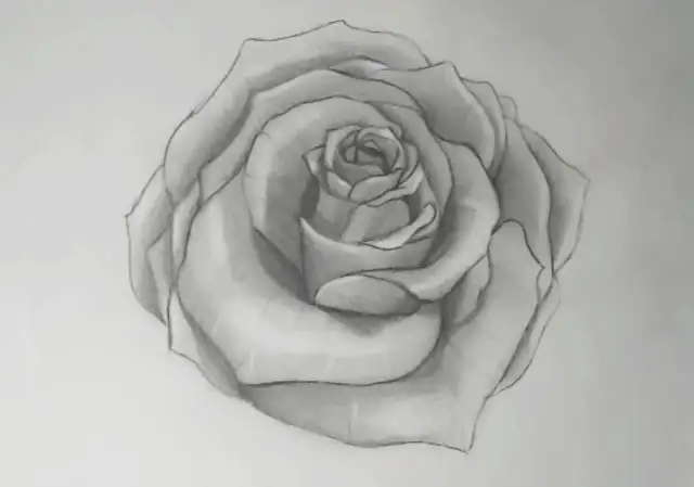 Bleistiftzeichnung einer Rose mit detaillierten Blütenblättern.