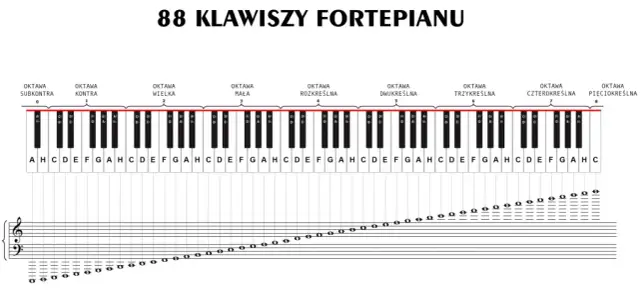 Jak wyglądają nuty? Przewodnik po wartościach rytmicznych i budowie