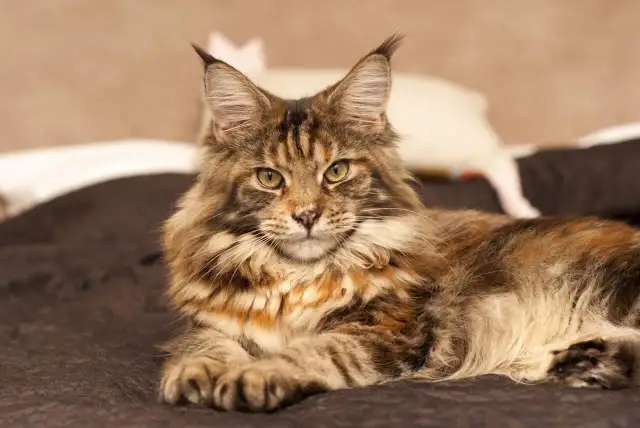 Majestatyczny maine coon, którego imponująca waga świadczy o jego rasie, leży na ciemnym tle.