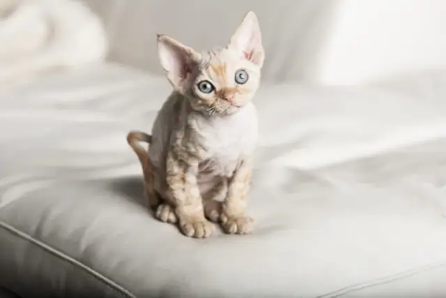 Devon Rex a Sfinks: Kluczowe różnice i podobieństwa w pielęgnacji
