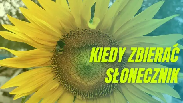 Kiedy jest sezon na słoneczniki? Poznaj najlepszy czas na zbiór