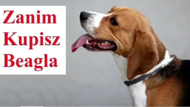 Jak wytresować beagla? Poradnik dla upartych, ale kochanych psów