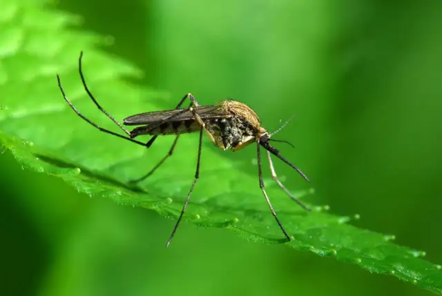 Jak pozbyć się komarów z tarasu? Skuteczne metody na uciążliwe owady