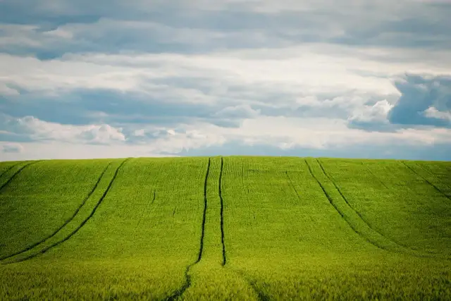 Jakie nawozy pod jęczmień jary – uniknij błędów w nawożeniu
