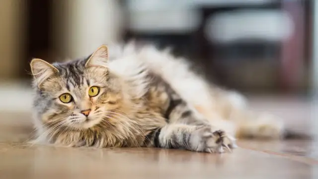Por qué dicen que los gatos tienen siete vidas y su fascinante origen