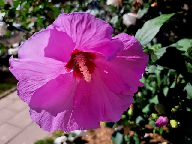Piękny, fioletowy hibiskus kwitnie na żyznej ziemi. Widać jego delikatne płatki i pręciki.