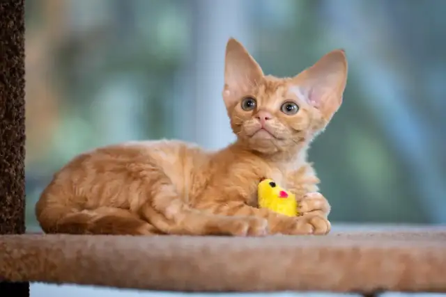 Pomarańczowy kotek rasy Devon Rex z kręconą sierścią leży z żółtą zabawką.
