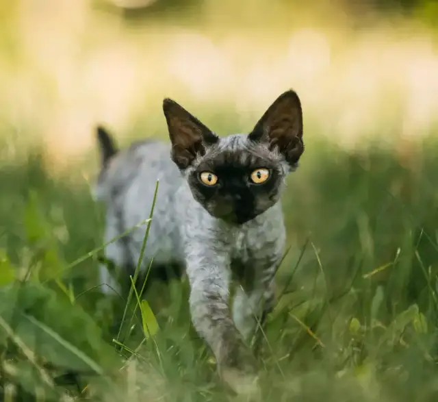 Jak łatwo adoptować Devon Rex i uniknąć wysokich kosztów
