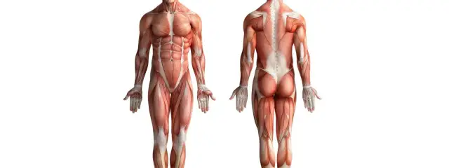 Todo lo que necesitas saber sobre los músculos del cuerpo humano