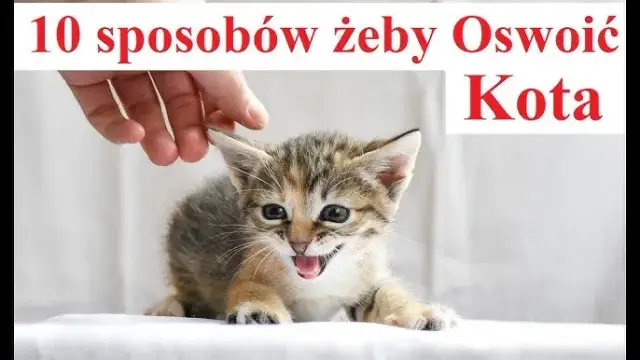 Jak oswoić dzikiego kotka – skuteczne metody i cenne wskazówki