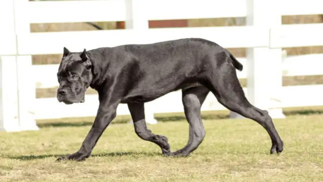Czarny pies rasy Cane Corso, o imponującej budowie, porusza się po trawie. Jego waga świadczy o sile i potędze.