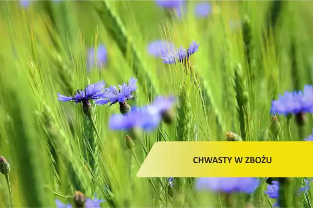 Purpurowy chwast zbożowy: jak go rozpoznać i uniknąć problemów w uprawach
