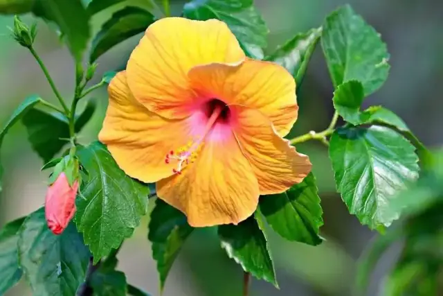 Jak długo kwitnie hibiskus? Odkryj tajemnice jego kwitnienia