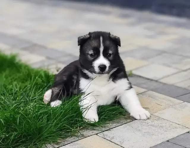 Ile kosztuje szczeniak husky? Poznaj ceny i ukryte wydatki