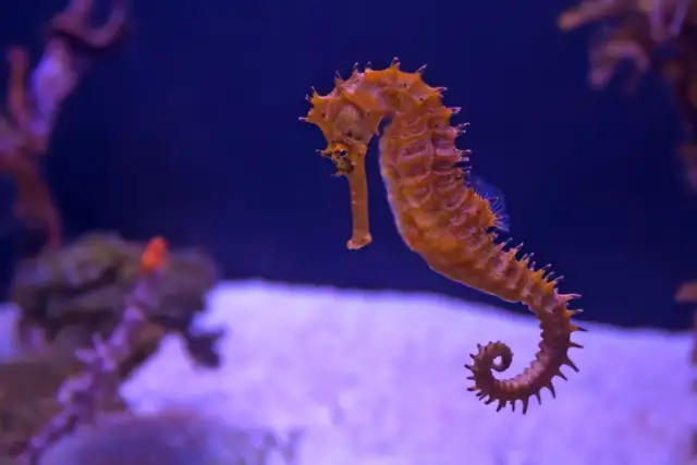 Pomarańczowy konik morski pływa w akwarium. Sprawdź oceanarium Kołobrzeg cennik, by zobaczyć te cuda natury.