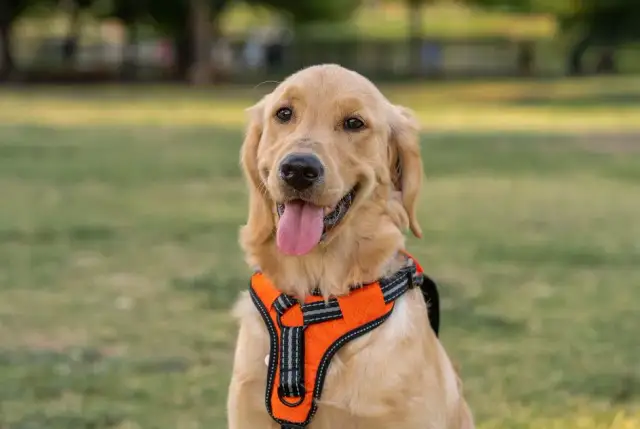 Obroża czy szelki dla golden retrievera - co wybrać dla psa?