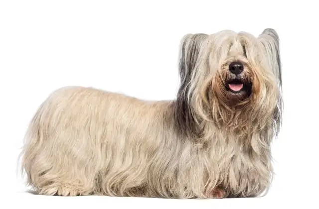 Un Skye terrier con su largo y sedoso pelaje cubriendo sus ojos, parece un peluche viviente.