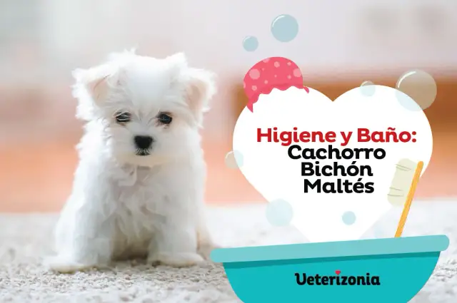Un tierno bichón maltés listo para aprender como bañar a un bichon maltes. Higiene y baño para cachorros.