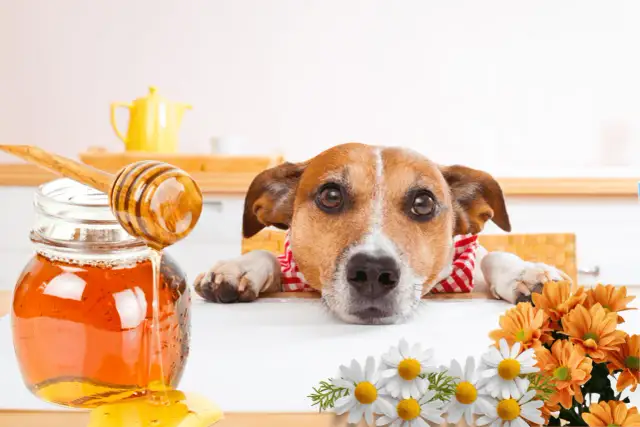 Un perro curioso mira un tarro de miel. ¿Sabías que los perros pueden comer miel? Flores adornan la escena.