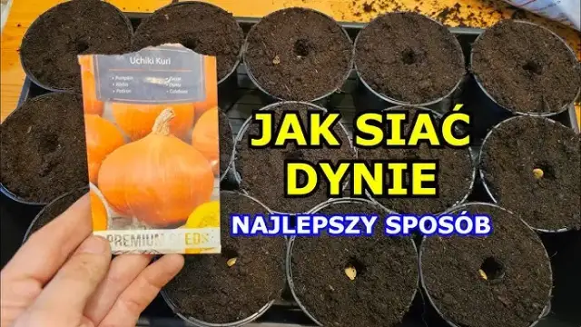 Jak uprawiać dynię: proste metody, które zapewnią obfite plony