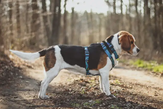 Beagle w kolorowych szelkach dla beagla na leśnej ścieżce.