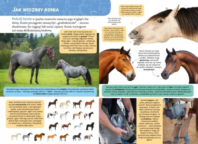 Chrapy konia, czyli górna warga otaczająca otwory nosowe, mogą mieć różne kształty. Koński pysk jest miękki i wilgotny.