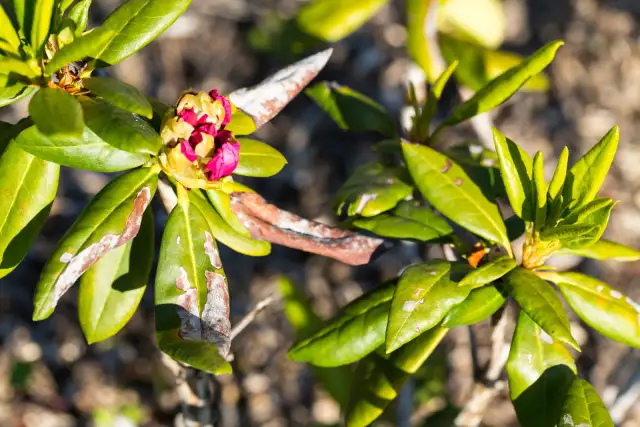 Rododendron z widocznymi objawami chorób: brązowe plamy i biały nalot na liściach. Pąki kwiatowe w kolorze różowym.