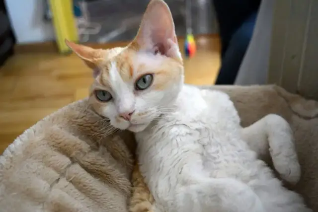 Ile żyją koty Devon Rex? Poznaj czynniki wpływające na ich długość życia