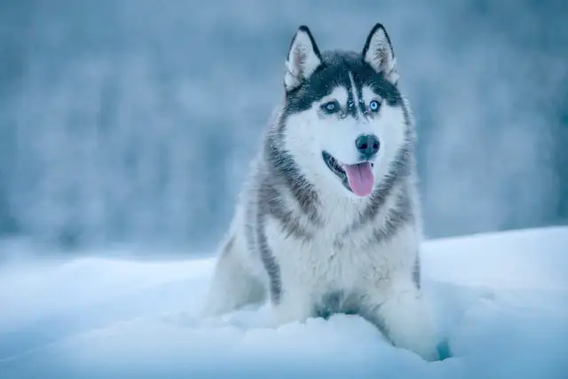 Piękny husky z niebieskimi oczami siedzi w śniegu. Czy potrafisz rozwiązać tę zagadkę o psie?