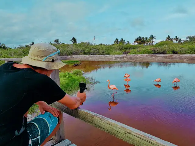 Turysta filmuje flamingi na Galapagos. Woda ma fioletowy odcień, a w tle bujna roślinność.