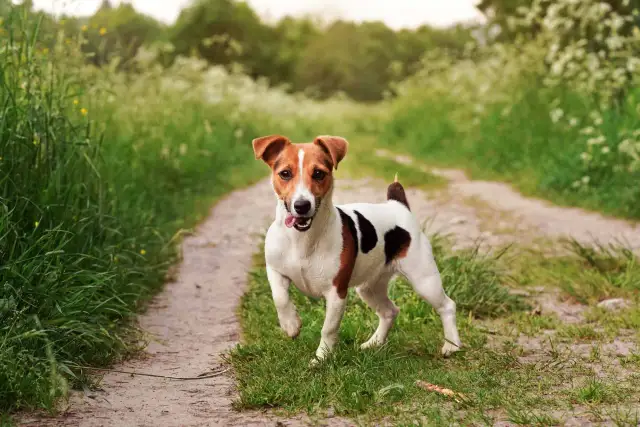Szczeniak Jack Russell Terriera biegnie po ścieżce w trawie.