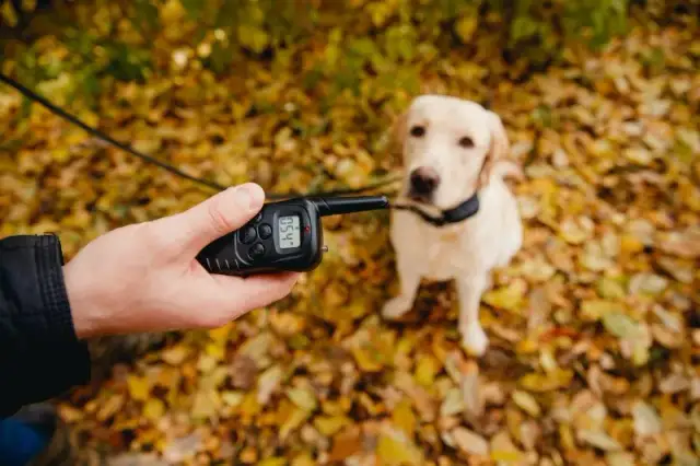 Obroża elektryczna: Jak działa? Czy jest legalna i bezpieczna?