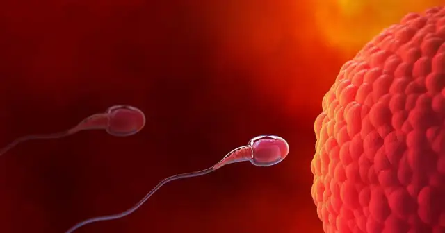 Spermatozoa zbliżają się do komórki jajowej. To początek drogi, która może prowadzić do objawów zagnieżdżenia zarodka.
