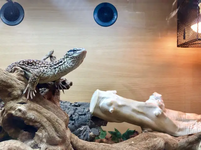 Żarówka do terrarium: Jak wybrać najlepszą dla Twojego gada?
