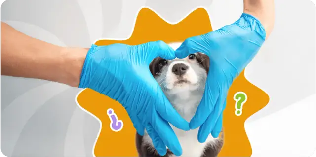 Manos con guantes azules forman un corazón alrededor de un cachorro, simbolizando los cuidados de un cachorro de 2 meses.