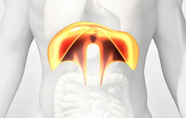 Anatomical illustration showing the diaphragm, a muscle involved in breathing. This image can help visualize conditions like przepuklina piersiowa.