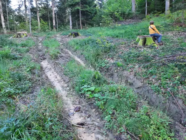 Błotnista ścieżka w lesie, obok pniaków. Zastanawiasz się, ile kosztuje hektar lasu?