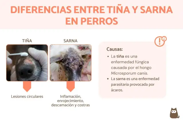 Comparativa visual de la diferencia entre sarna y tiña en perros: tiña con lesiones circulares y sarna con inflamación, enrojecimiento y costras.