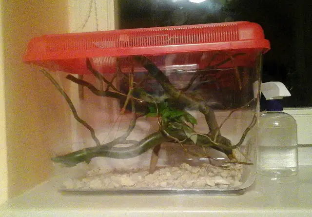 Jak stworzyć idealne terrarium dla patyczaka? Poradnik krok po kroku