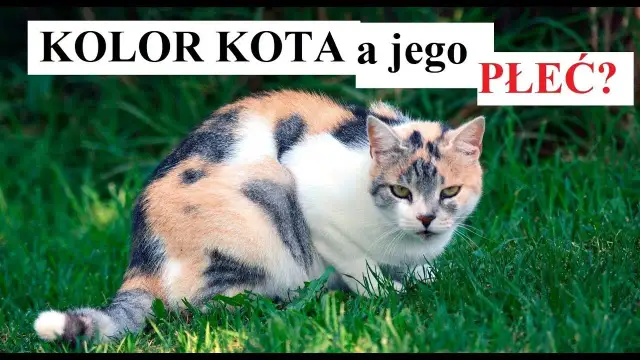 Jak rozpoznać kotkę: proste sposoby na identyfikację płci kociaka