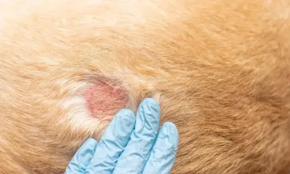 Karma dla psa z alergią skórną: przewodnik po składnikach i wyborze