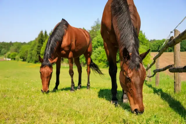 Dwa brązowe konie pasą się na zielonej łące. Drewniany pastuch dla koni oddziela je od dalszej części pola.