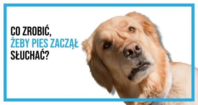 Złoty retriever z tekstem "Co zrobić, żeby pies zaczął słuchać?".