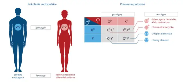 Daltonizm: Kto jest narażony? Genetyka, płeć i codzienne wyzwania